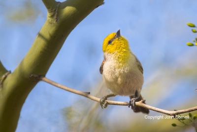 Auriparus-flaviceps;One;Verdin;avifauna;bird;birds;color-image;color-photograph;